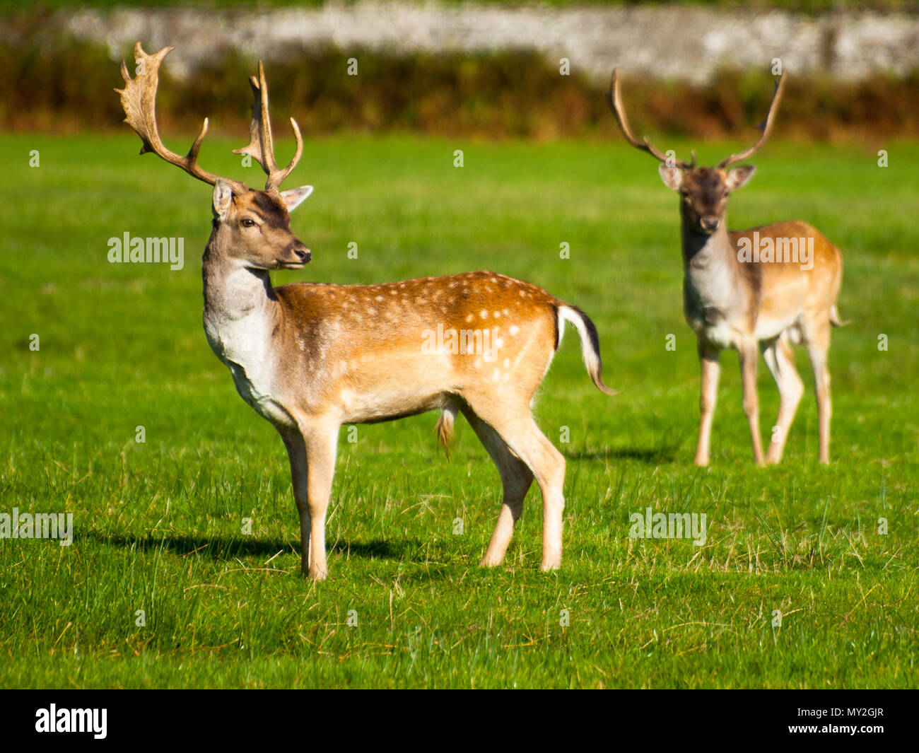 Deer in Margam Country Park, South Wales, UK Stock Photo Alamy