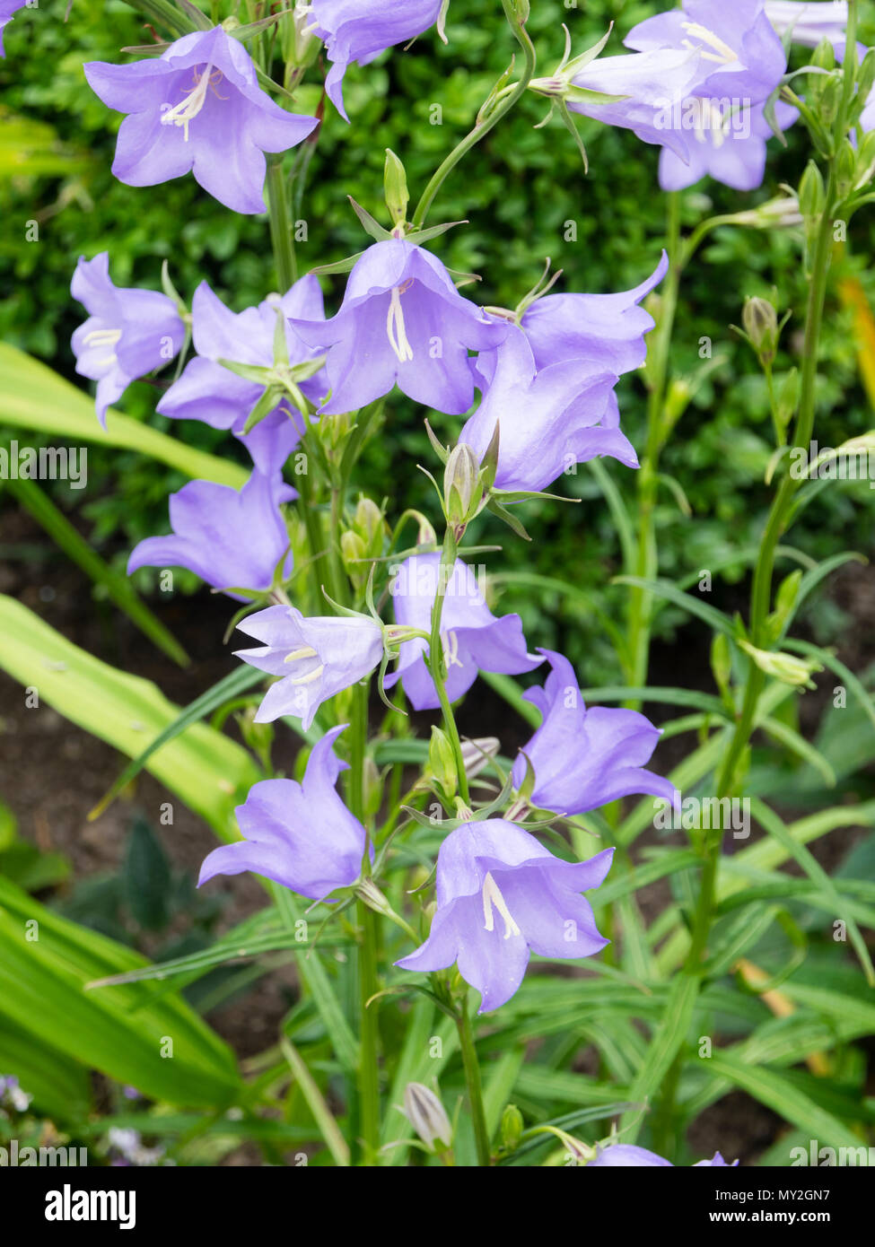 Blue flowers of the peach leaved bellflower, Campanula percisifolia, an early summer flowering cottage garden perennial Stock Photo