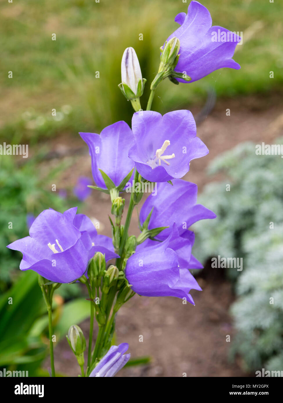 Blue flowers of the peach leaved bellflower, Campanula percisifolia, an early summer flowering cottage garden perennial Stock Photo