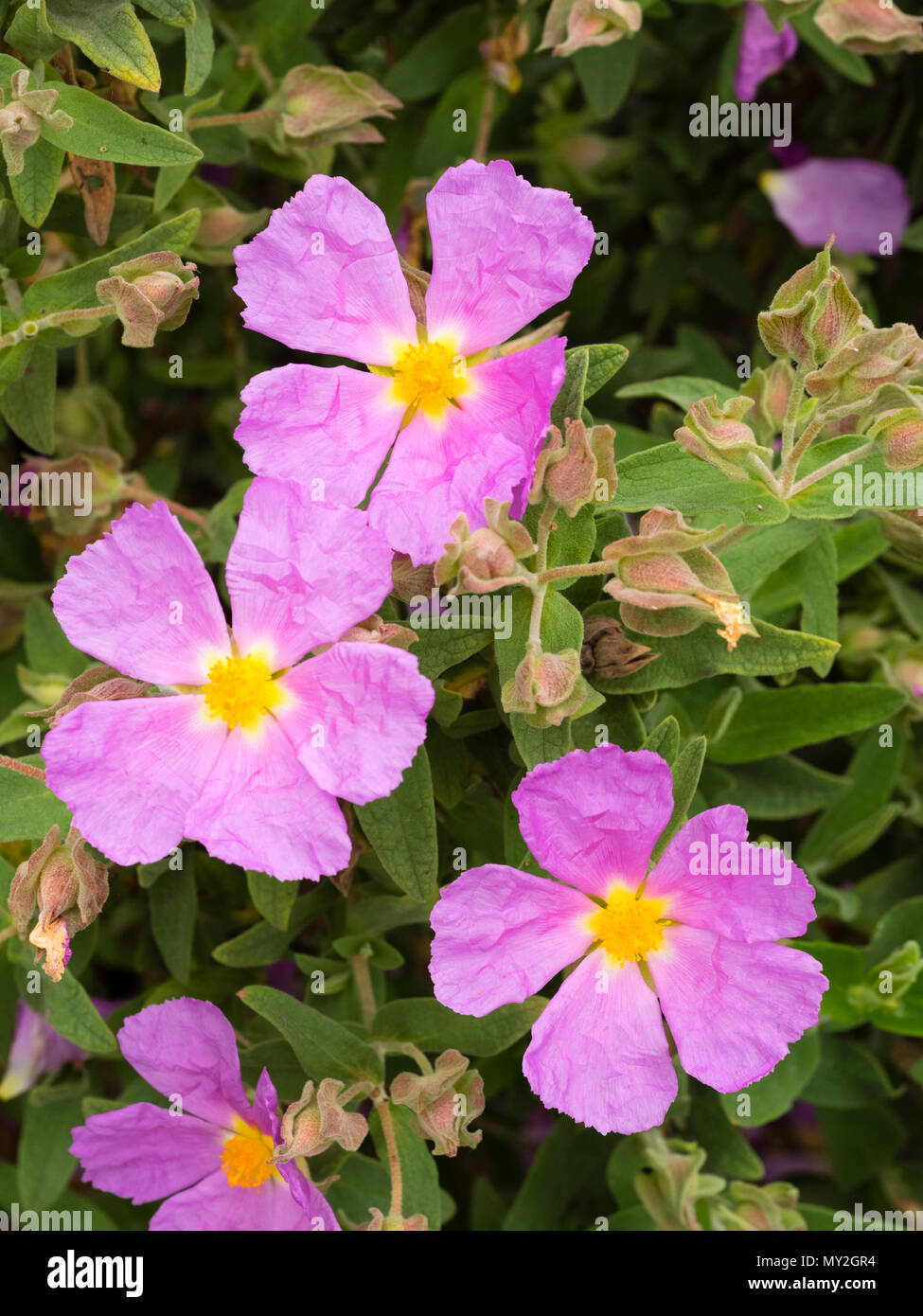 Pink single flowers of the ornamental evergreen Mediterranean shrub, Cistus creticus Stock Photo
