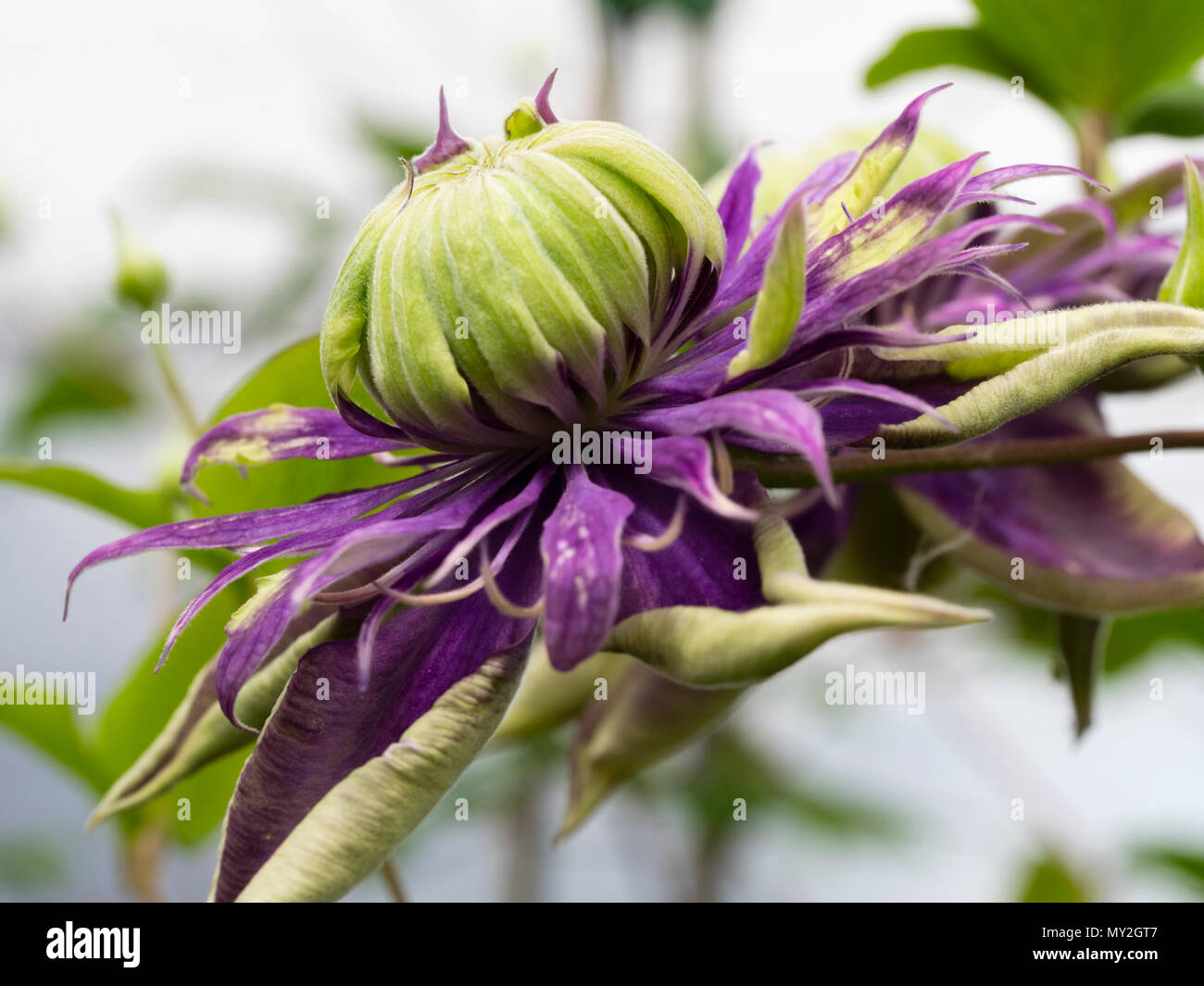 Purple double flower with green tipped petals of the hardy climber, Clematis florida 'Taiga' Stock Photo