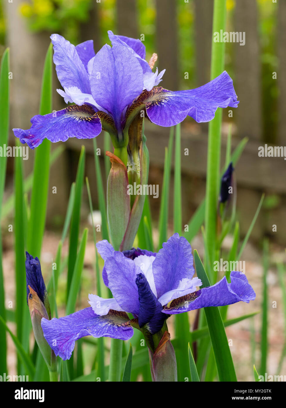 Large blue early summer flowers of the tetraploid hardy perennial siberian iris, Iris sibirica Blue Riband Stock Photo