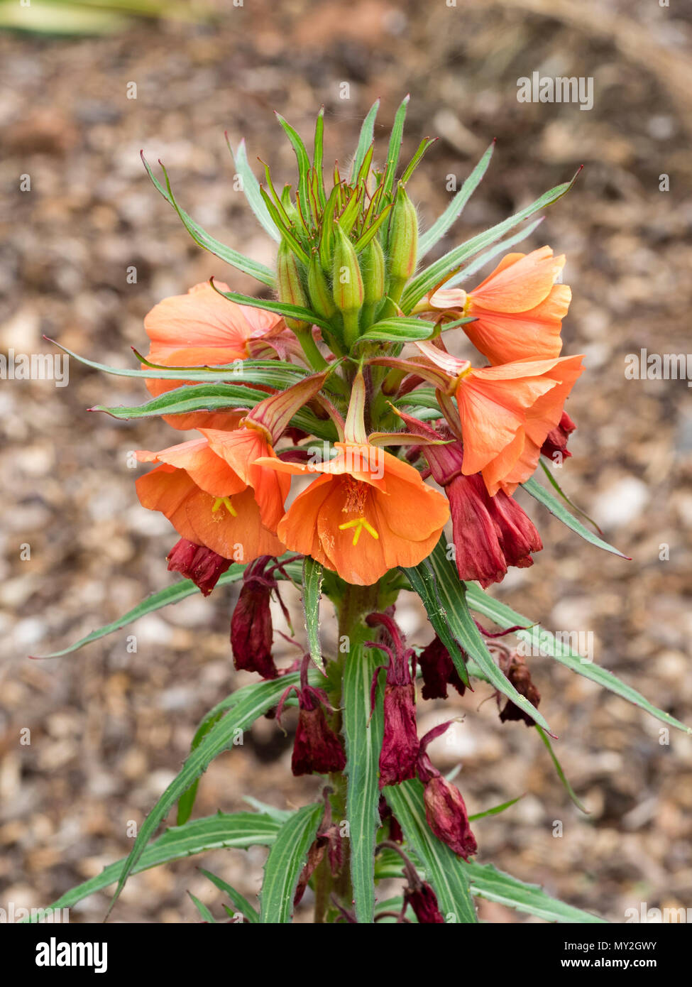 Red-orange flowers in the spike of the perennial evening primrose, Oenothera versicolor 'Sunset Boulevard' Stock Photo