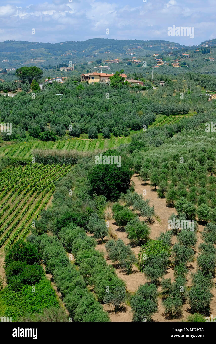 olive trees and grape vines, vinci, tuscany, italy Stock Photo Alamy