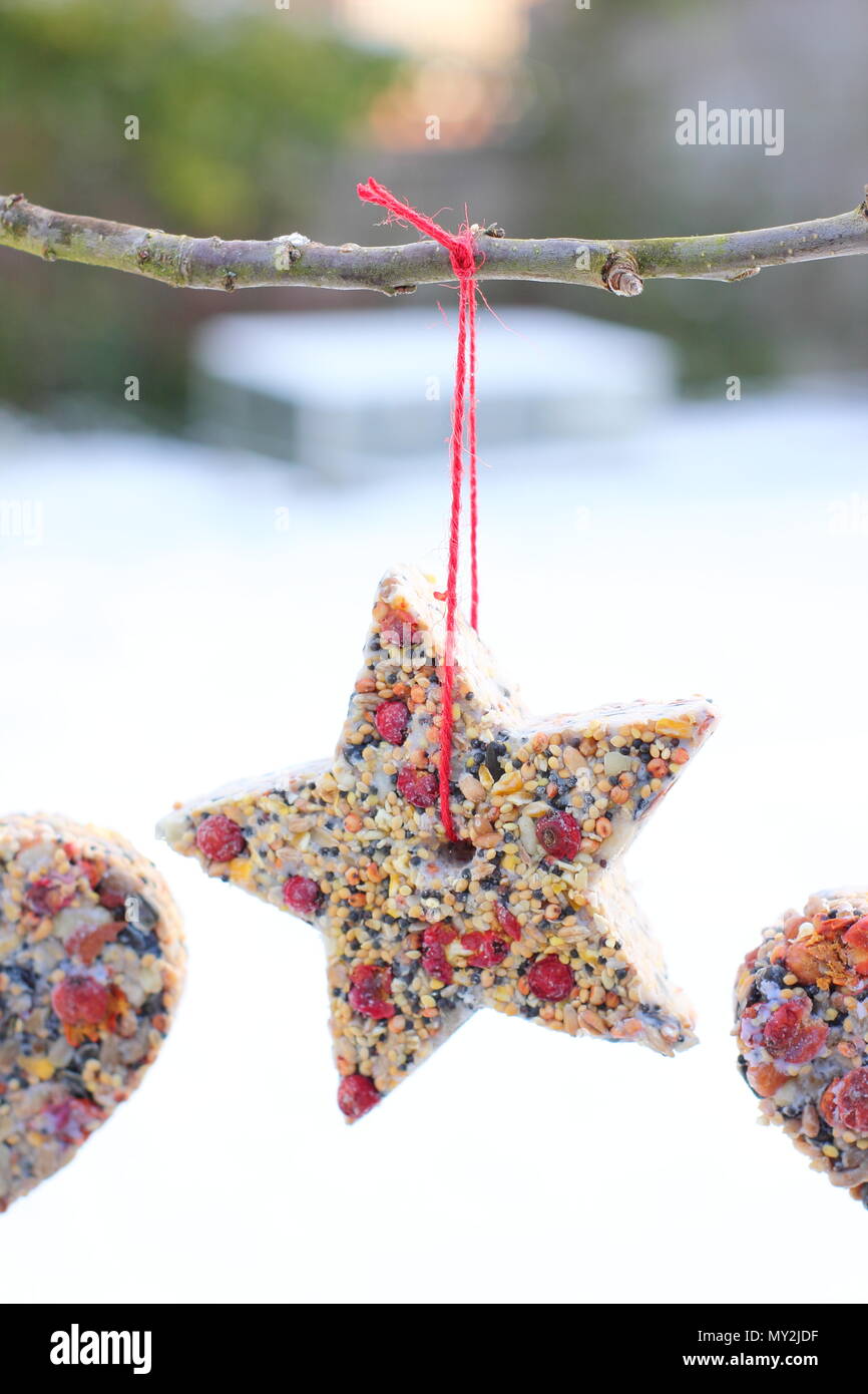 Home made cookie cutter bird feeders made with seed, fat and hedgerow berries hung from a small tree in a suburban garden after snow fall, winter, UK Stock Photo