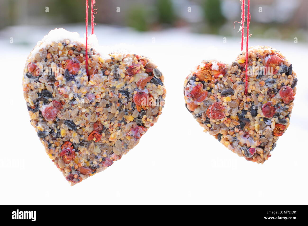 Home made cookie cutter bird feeders made with seed, fat and hedgerow berries hung from a small tree in a suburban garden after snow fall, winter, UK Stock Photo