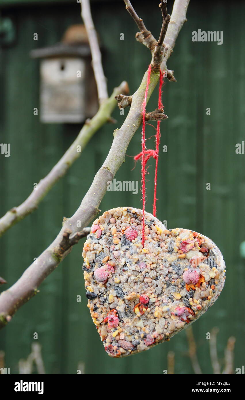 Home Made Cookie Cutter Bird Feeders Made With Seed Fat And