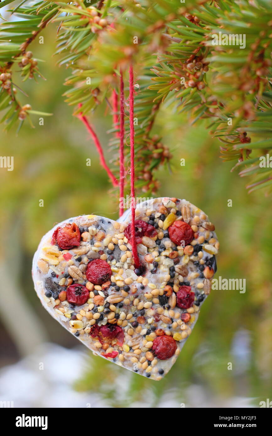 Home made cookie cutter bird feeders made with seed, fat and hedgerow berries hung in a suburban garden in winter, UK Stock Photo