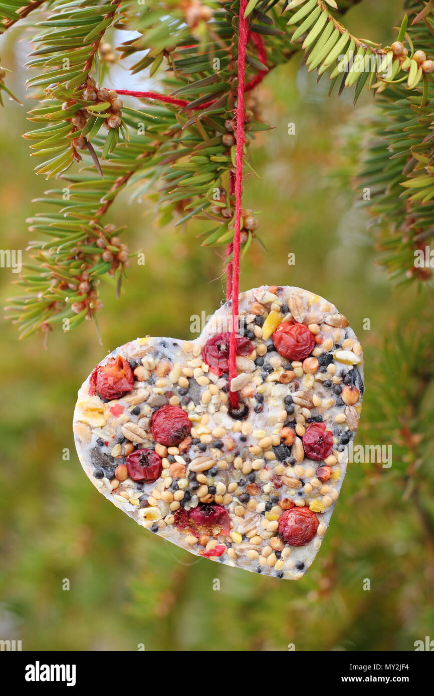 Home made cookie cutter bird feeders made with seed, fat and hedgerow