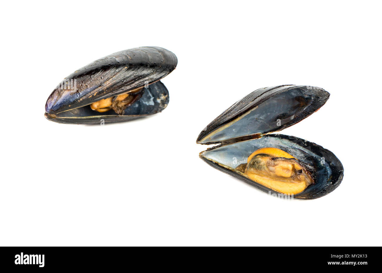 Couple open cooked mussels isolated on white background Stock Photo Alamy