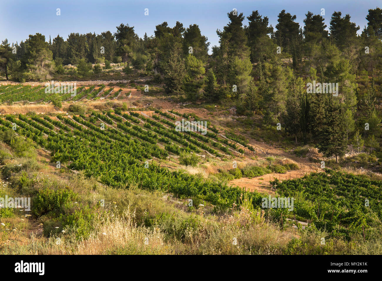 A vineyard cultivated in the midst of a pine forest near Jerusalem, Israel Stock Photo