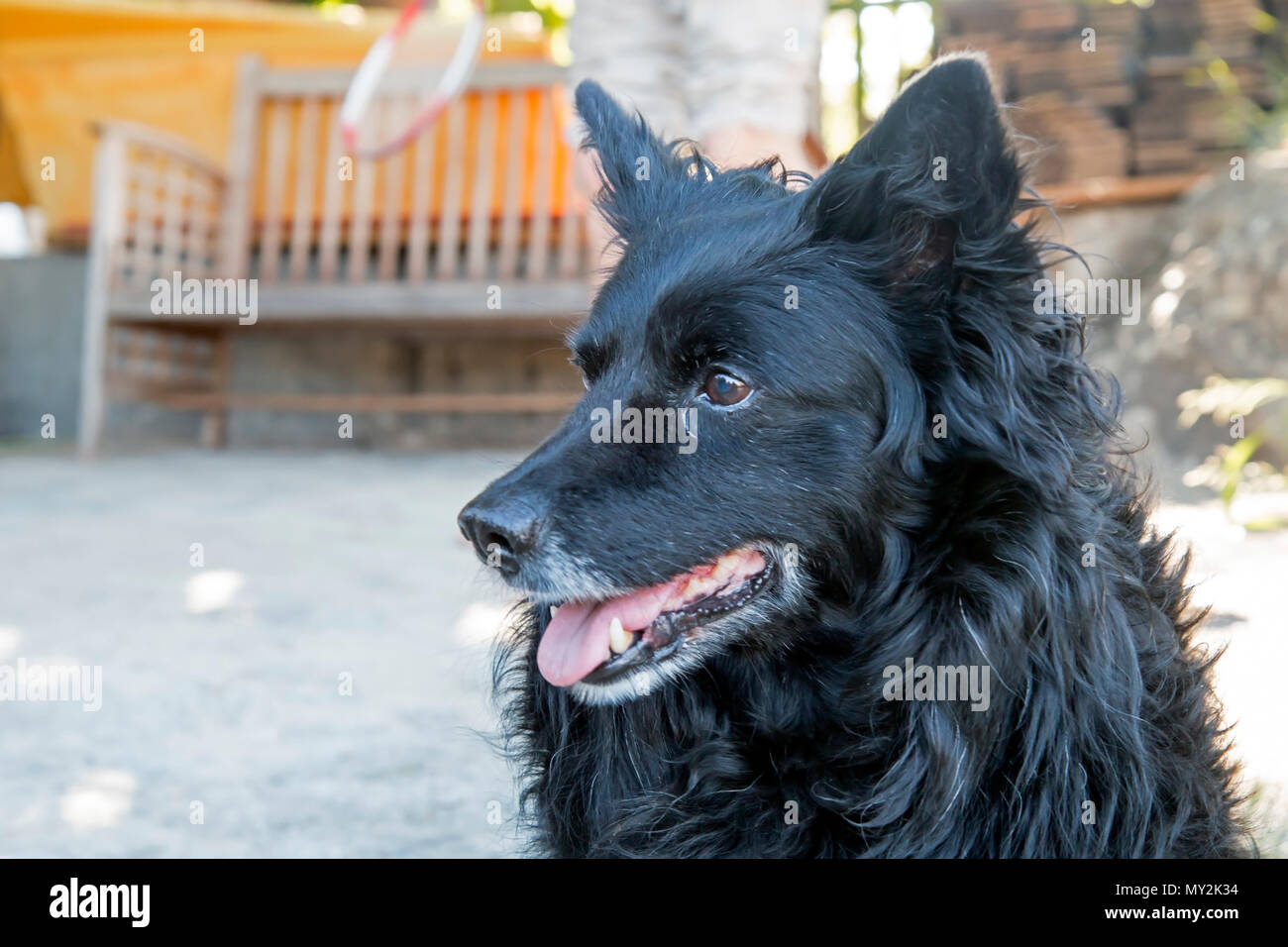 Croatian shepherd in the yard in front of the house Stock Photo
