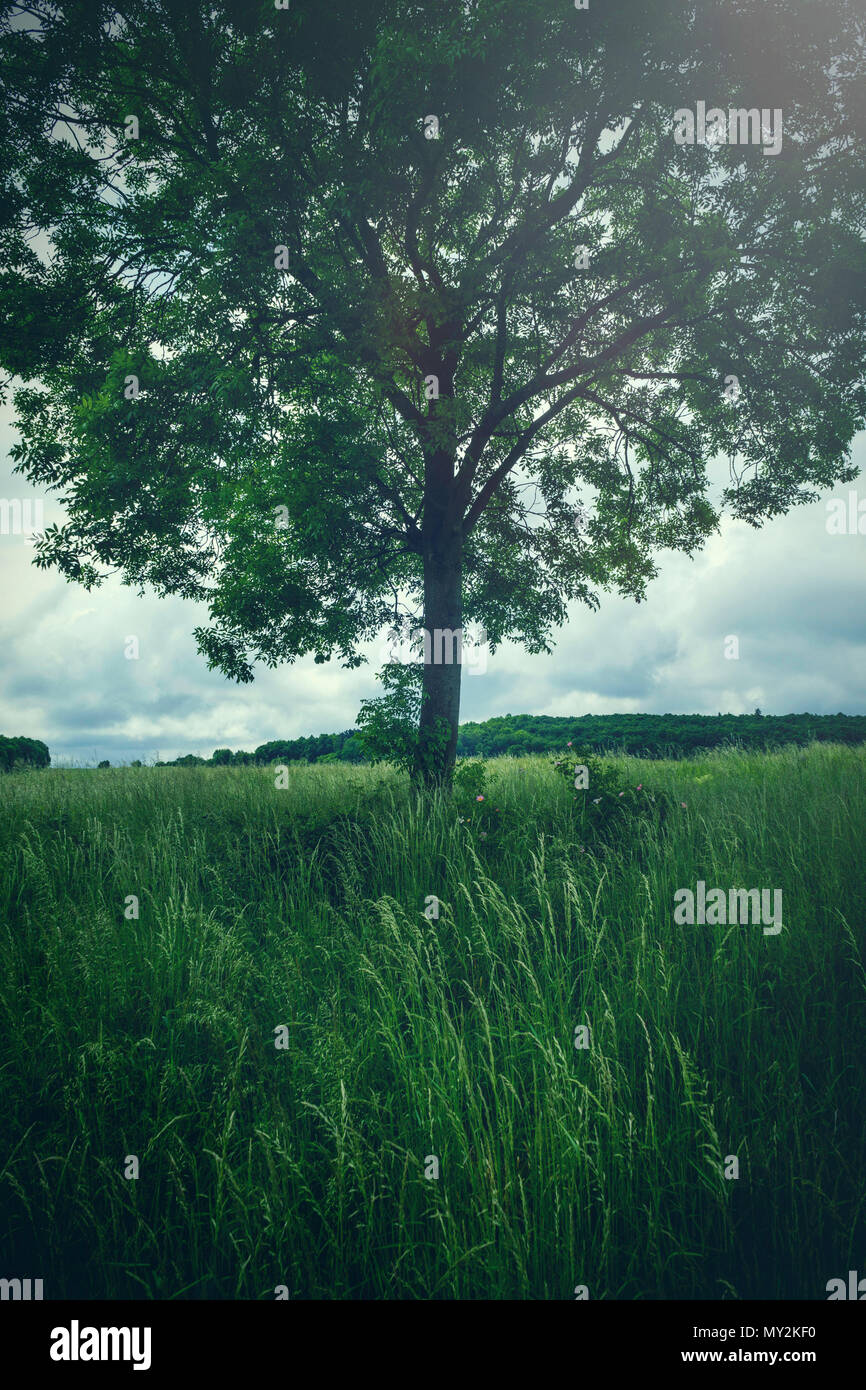 Tall grass field with leaves hi-res stock photography and images - Alamy