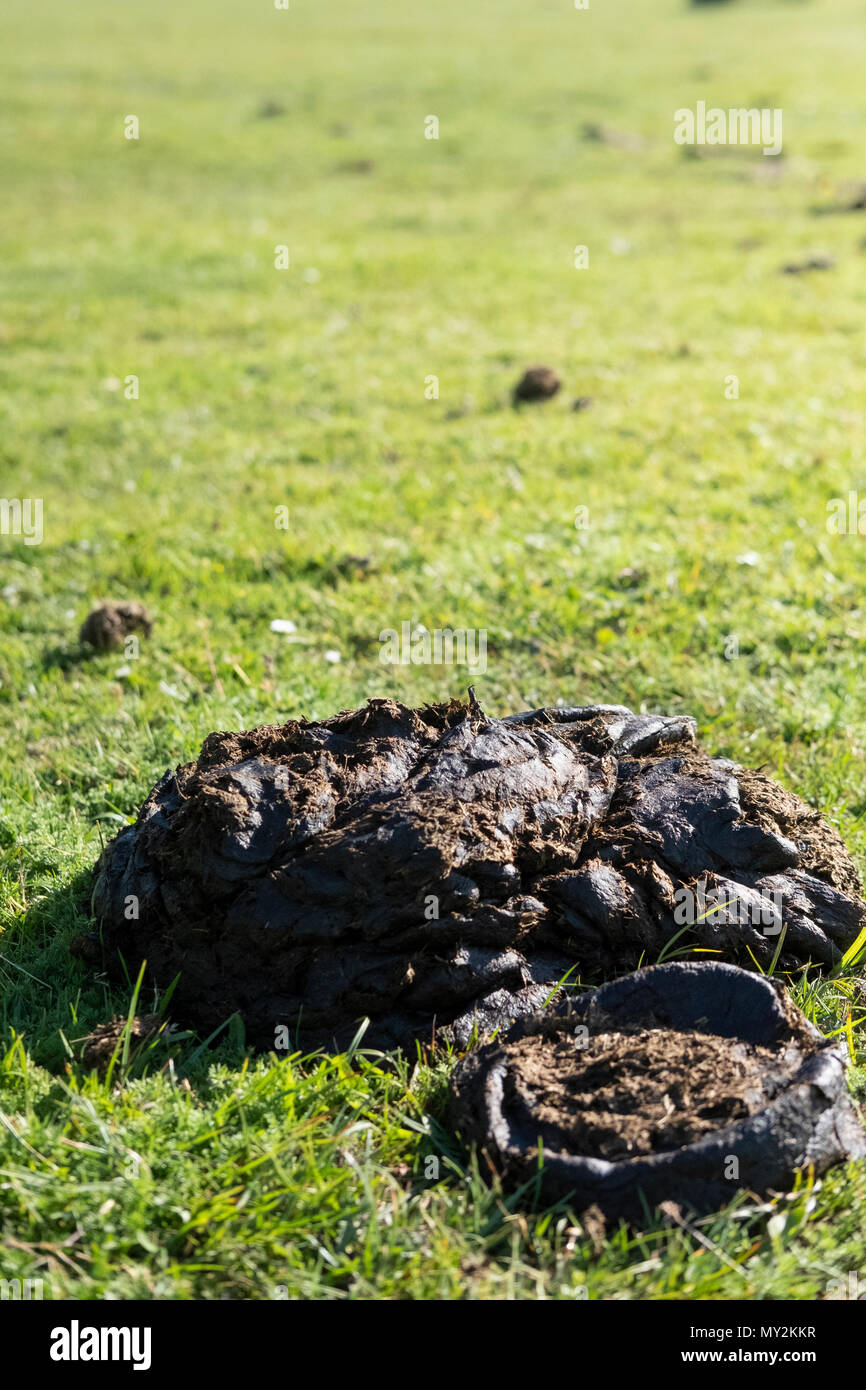 Mound of cow dung fuel, Cow dung, also known as cow pats, cow pies or cow  manure, is the waste product of bovine animal species Stock Photo - Alamy