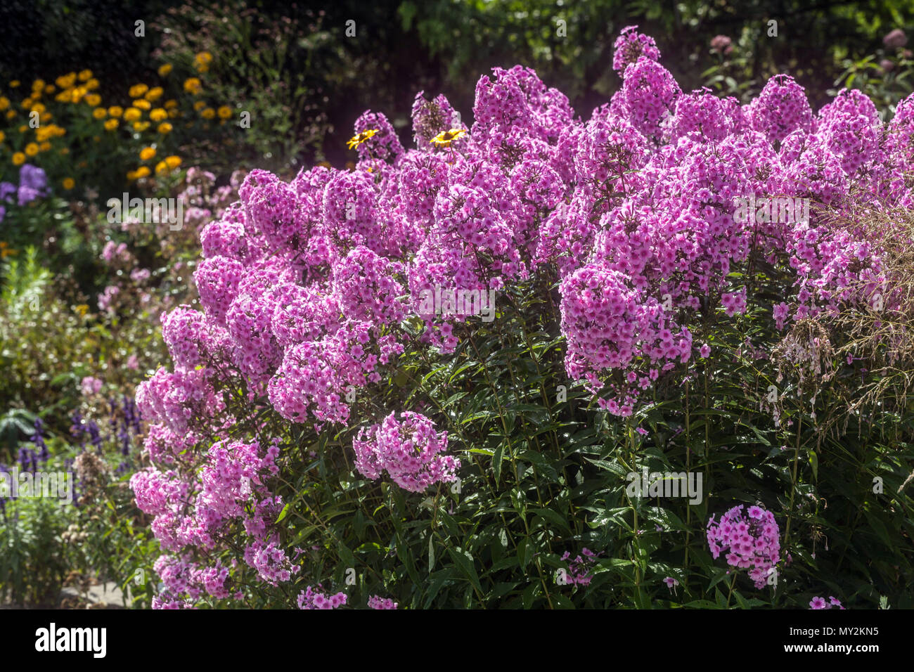 Purple Phlox paniculata in naturalistic garden border flowers herbaceous plant Stock Photo