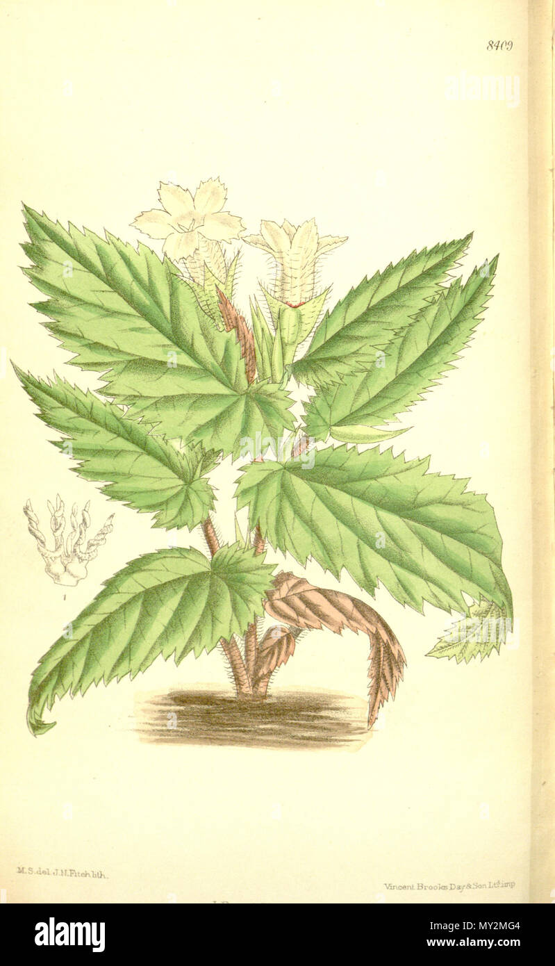 . Symbegonia fulvo-villosa (= Begonia fulvovillosa), Begoniaceae . 1911. M.S. del., J.N.Fitch lith. 509 Symbegonia fulvo-villosa 137-8409 Stock Photo