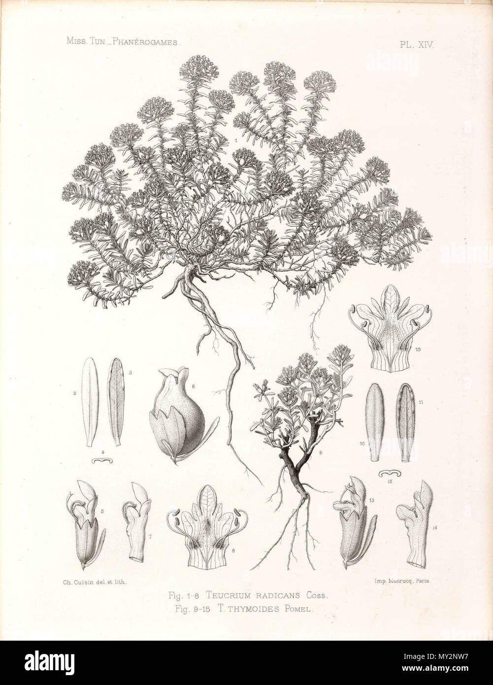 . Français : Dessin de Teucrium radicans Bonnet & Barratte . 7 October 2013, 21:32:12. Bonnet et Barratte 517 Teucrium radicans Bonnet &amp; Barratte Stock Photo