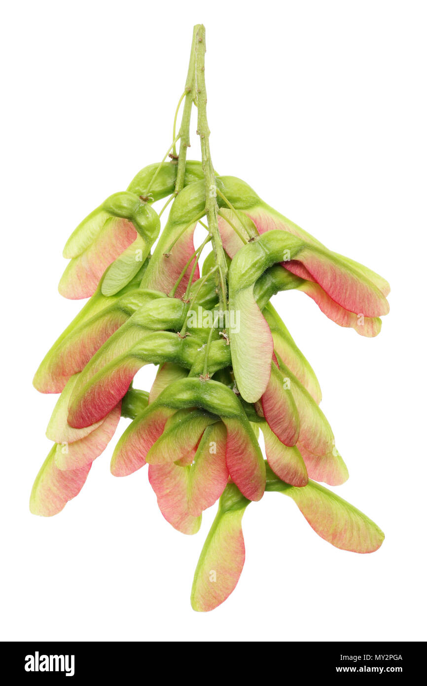 Tree seeds maple (helicoptesr) at the very beginning of vegetative spring maturation. Isolated on white studio macro shot Stock Photo