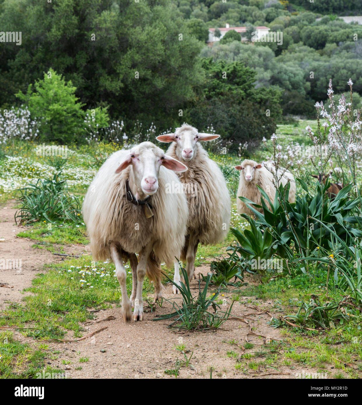 three sardinia sheep with green forest as backround Stock Photo
