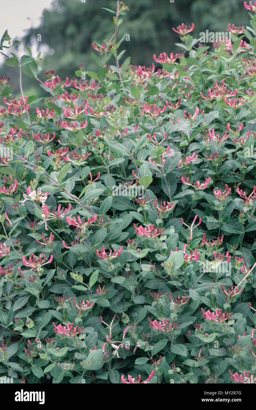 A Single honeysuckle flower on a bush of honeysuckle Stock Photo