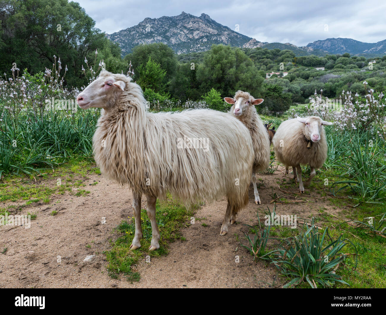 three sardinia sheep with mountians and beautifull landscape as background Stock Photo