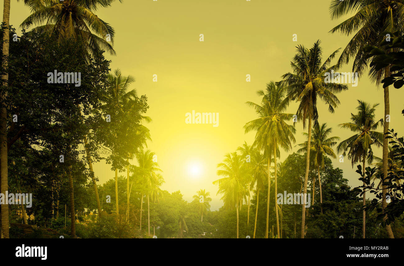 Coconut tree grove hires stock photography and images Alamy