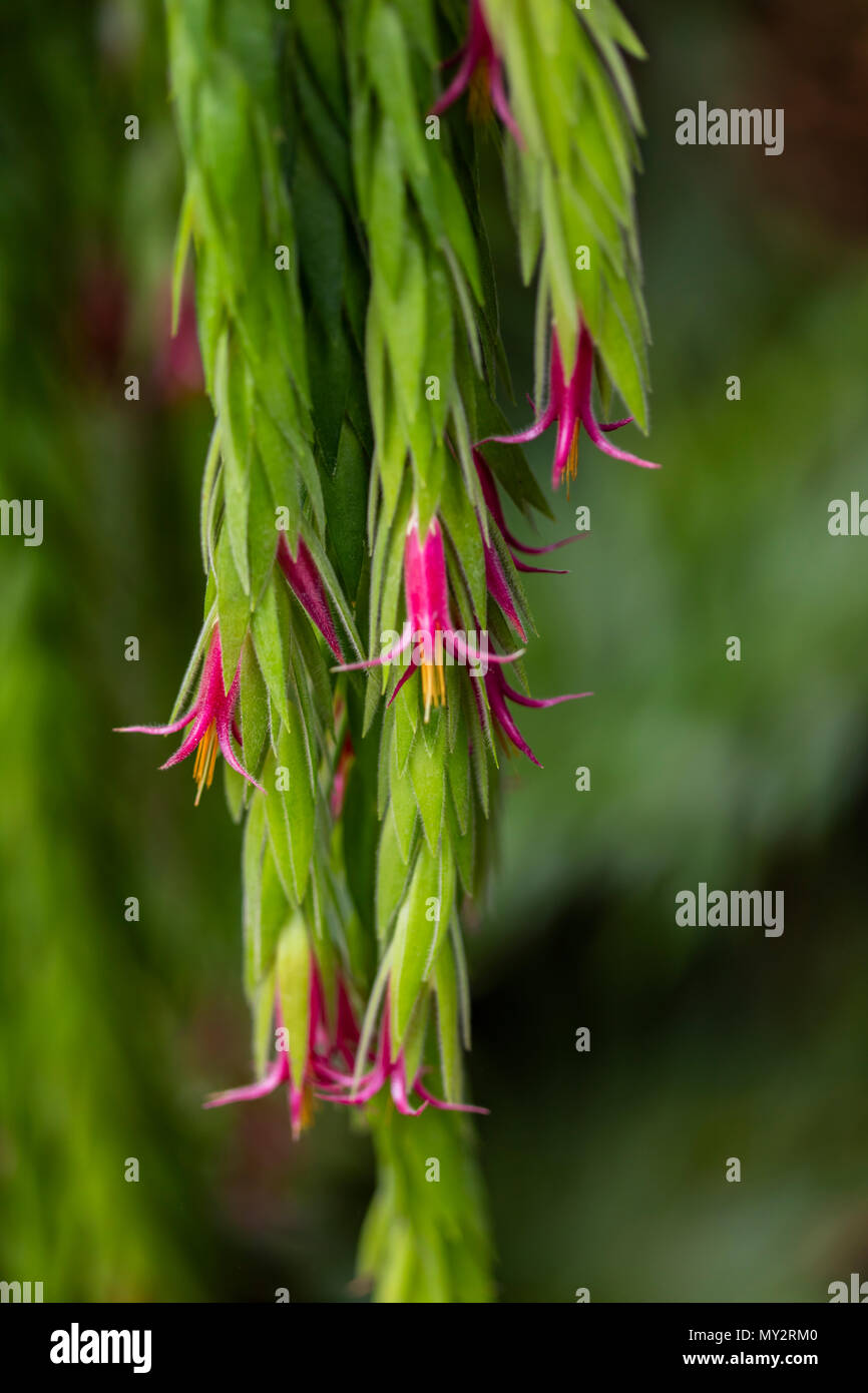 Flowers of epiphytic plant (Ceratostema rauhii) Stock Photo