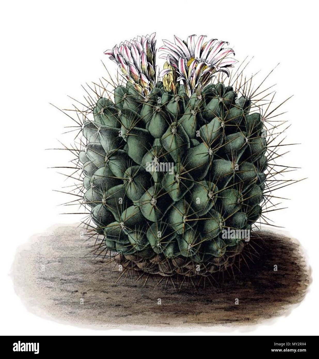 . Thelocactus tulensis . 1904. Schumann, Gürke & Vaupel 525 Thelocactus tulensis Stock Photo