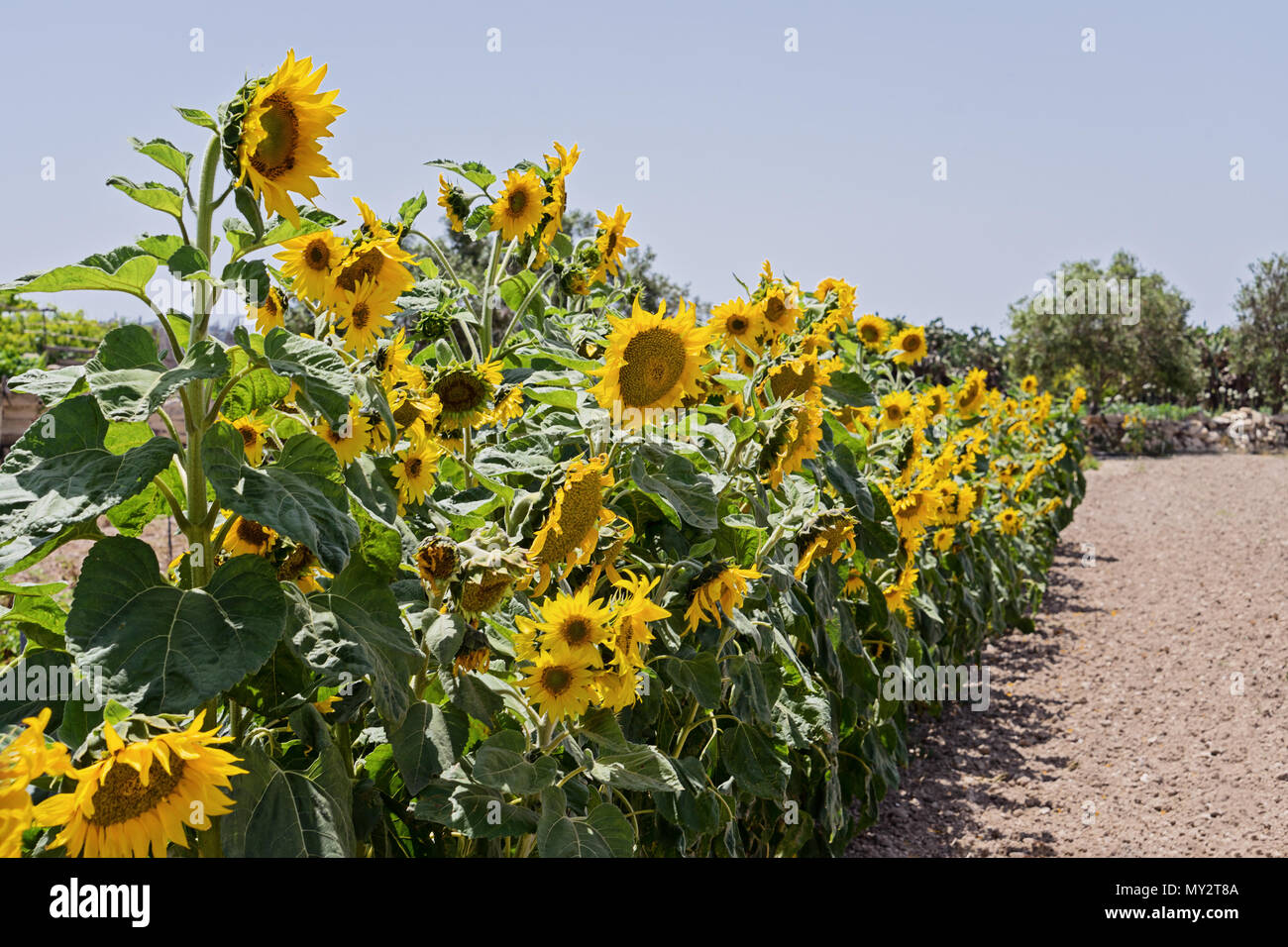 Growing in row sunflowers in field in the rays of the sun, growing ecologically pure sunflower