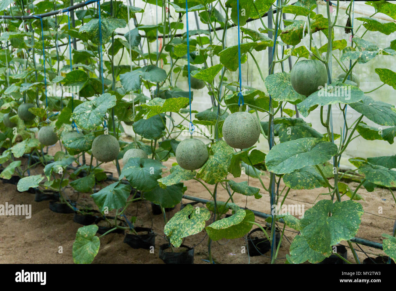 Baby melon rock ball on the tree on the farm Stock Photo Alamy