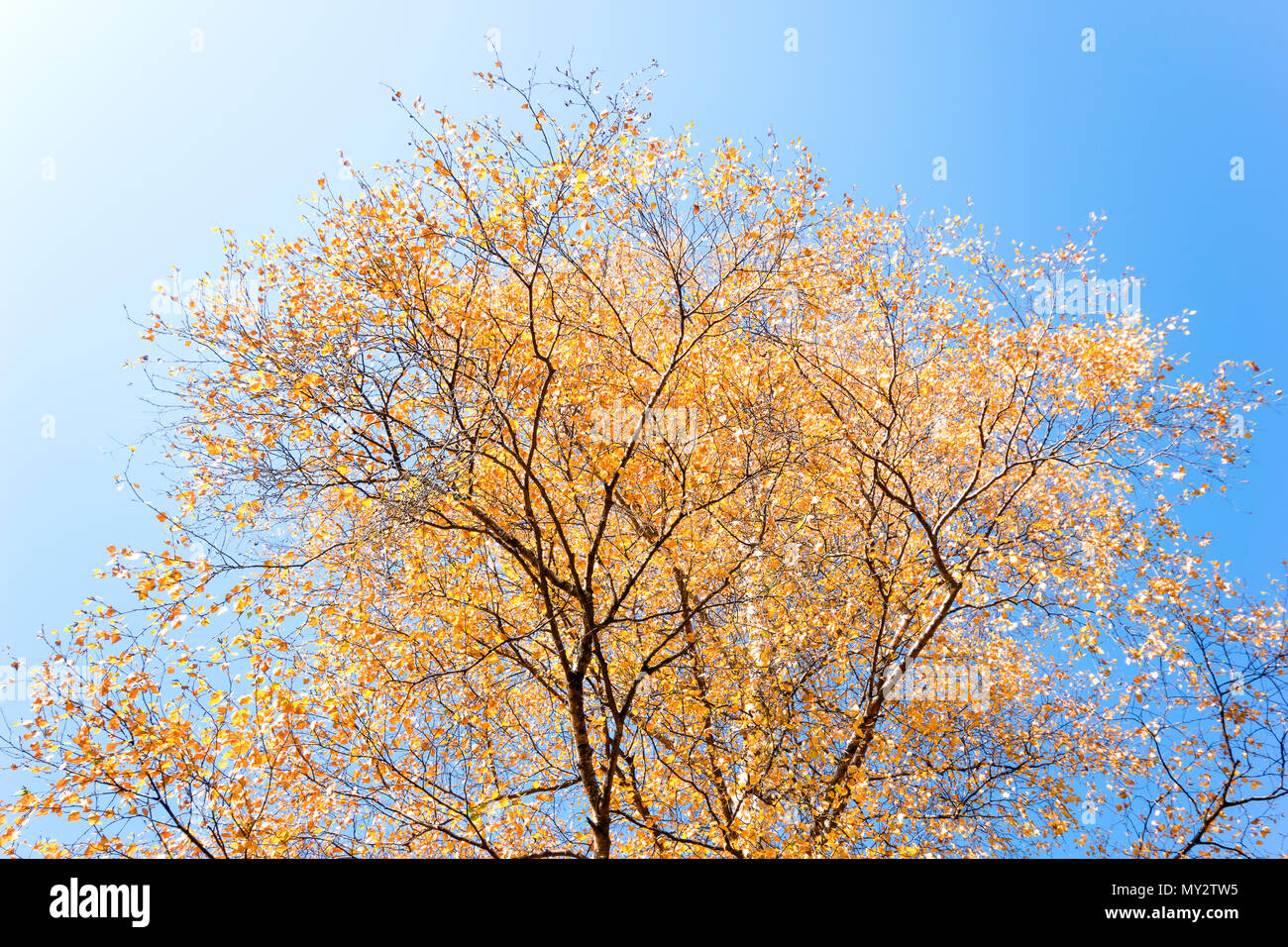 Beautiful and bright autumn trees in blue sky background Stock Photo ...