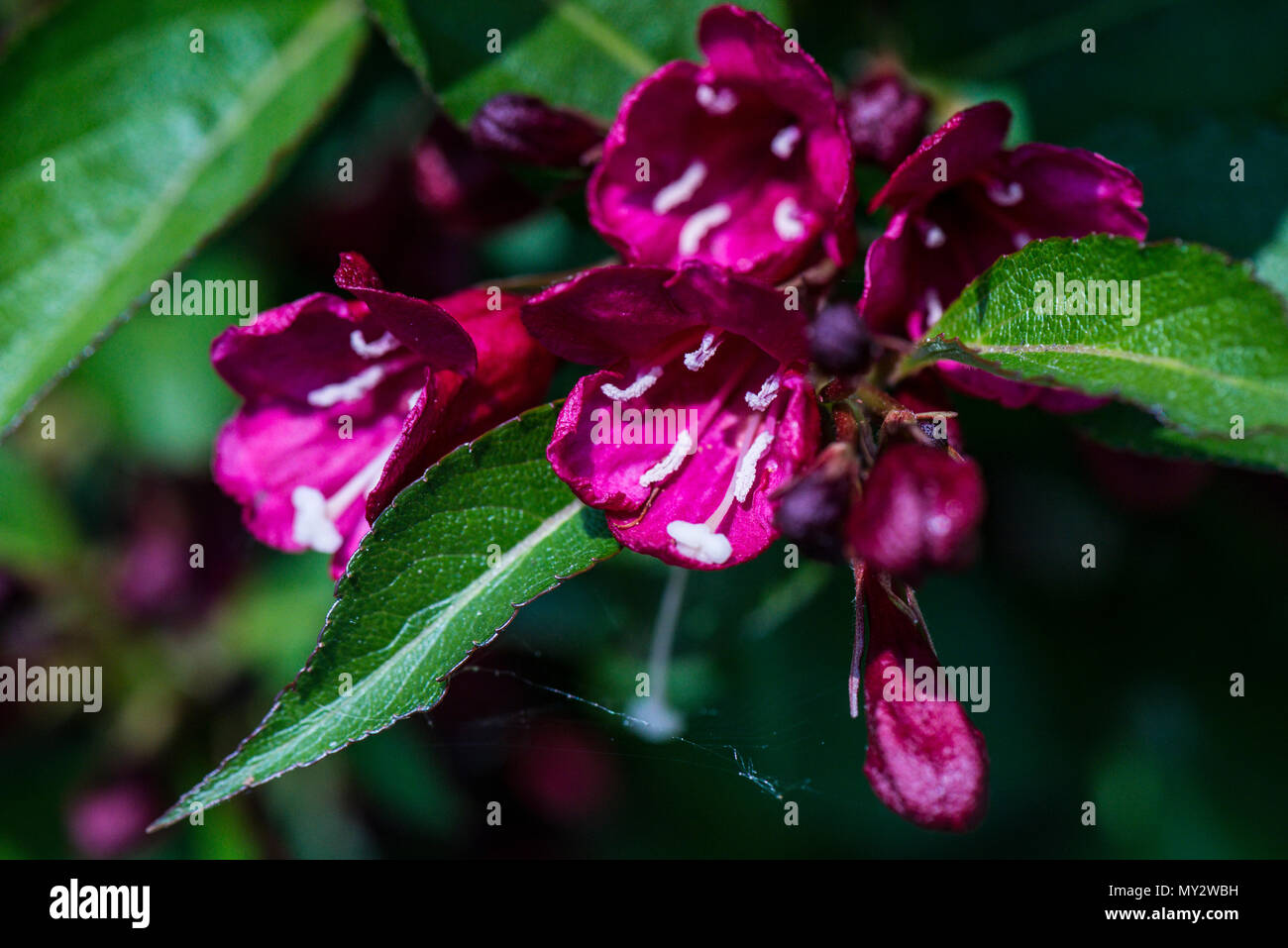 The flowers of a Weigela 'Bristol Ruby' Stock Photo