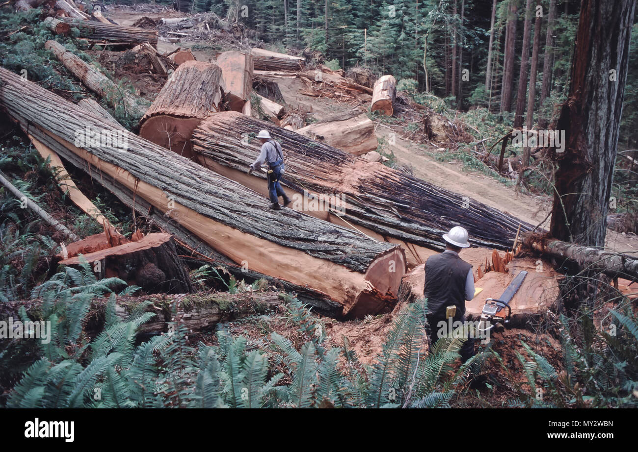 Redwood Logging operation, fallen trees, loggers measuring for specific log lengths, Redwood Forest, Sequoia sempervirens. Stock Photo