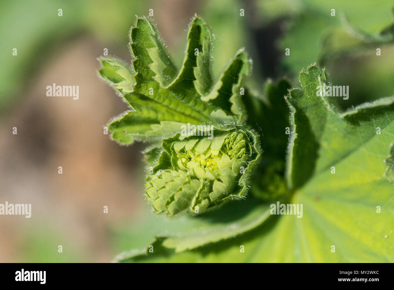 A close up of a leaf of a leaf of a garden lady's-mantle (Alchemilla mollis) beginning to unfurl Stock Photo