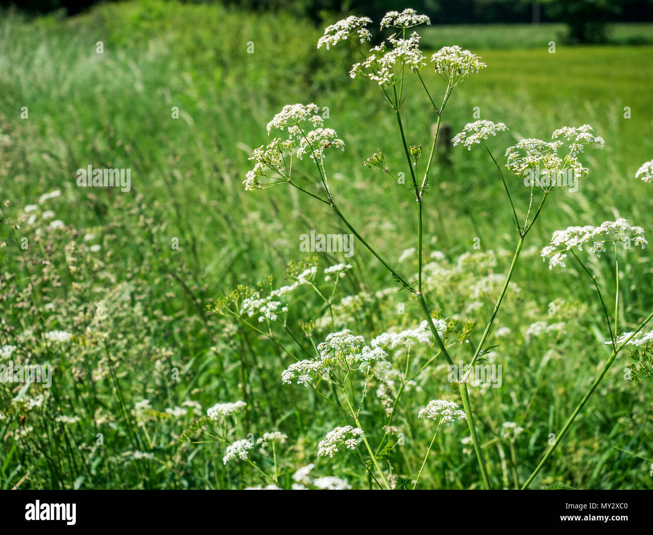Cow Parsley in a Hedgerow at Hay a Park near Knaresborough North ...