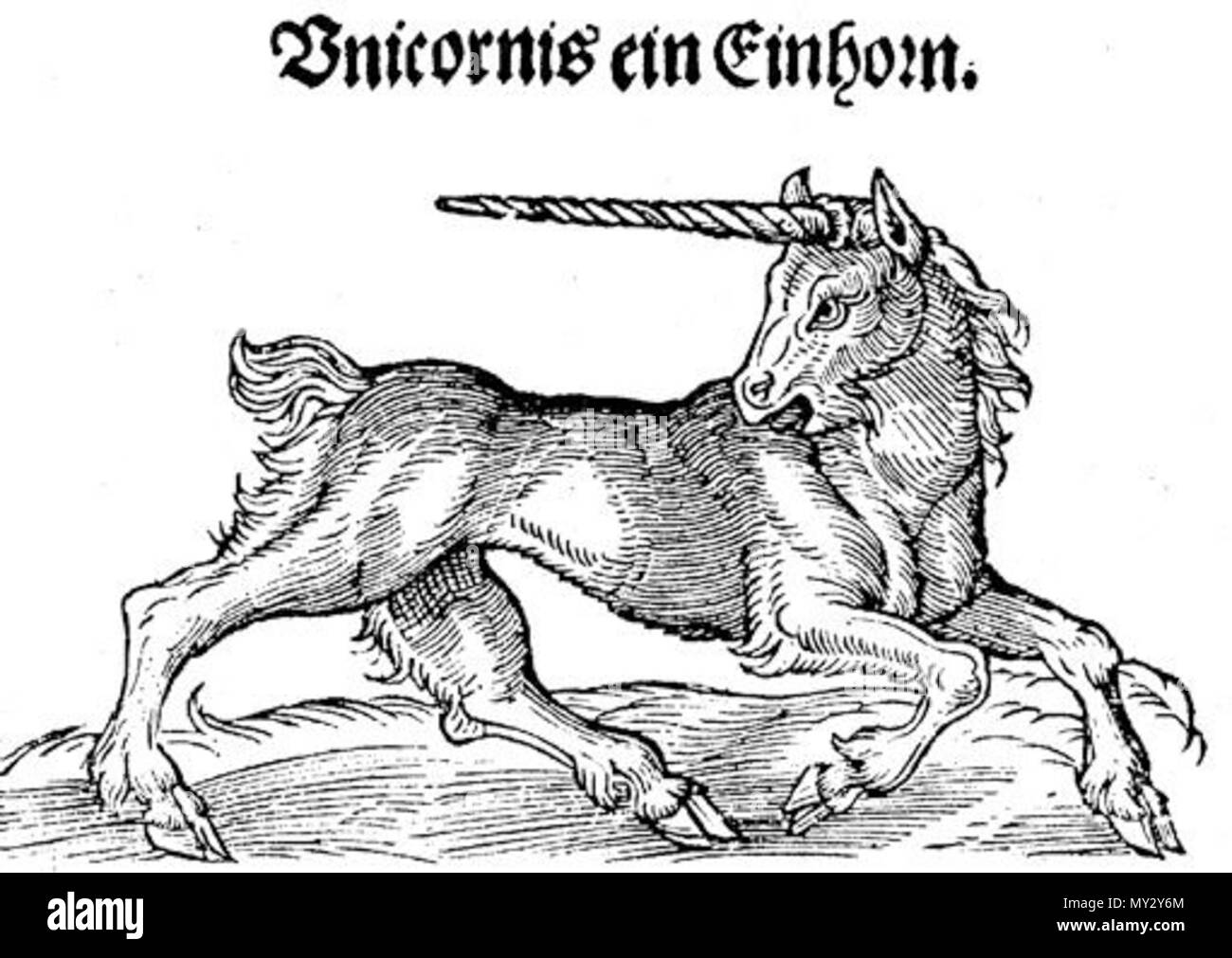 Deutsch Einhorn Albertus Magnus De Animalibus Holzschnitt Frankfurt Am Main 1545 English Unicorn Albertus Magnus De