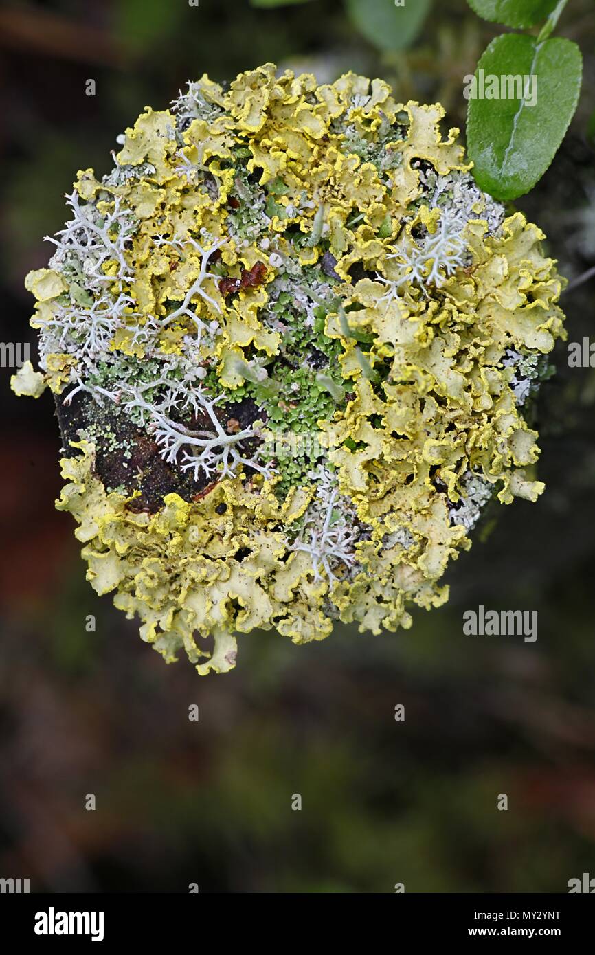 Powdered sunshine lichen, Vulpicida pinastri Stock Photo