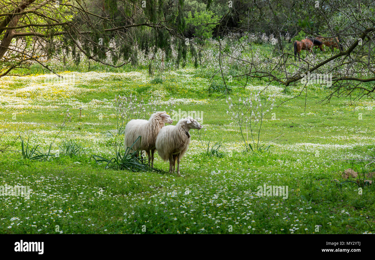 ttwo sardinia sheep with green forest as backround Stock Photo