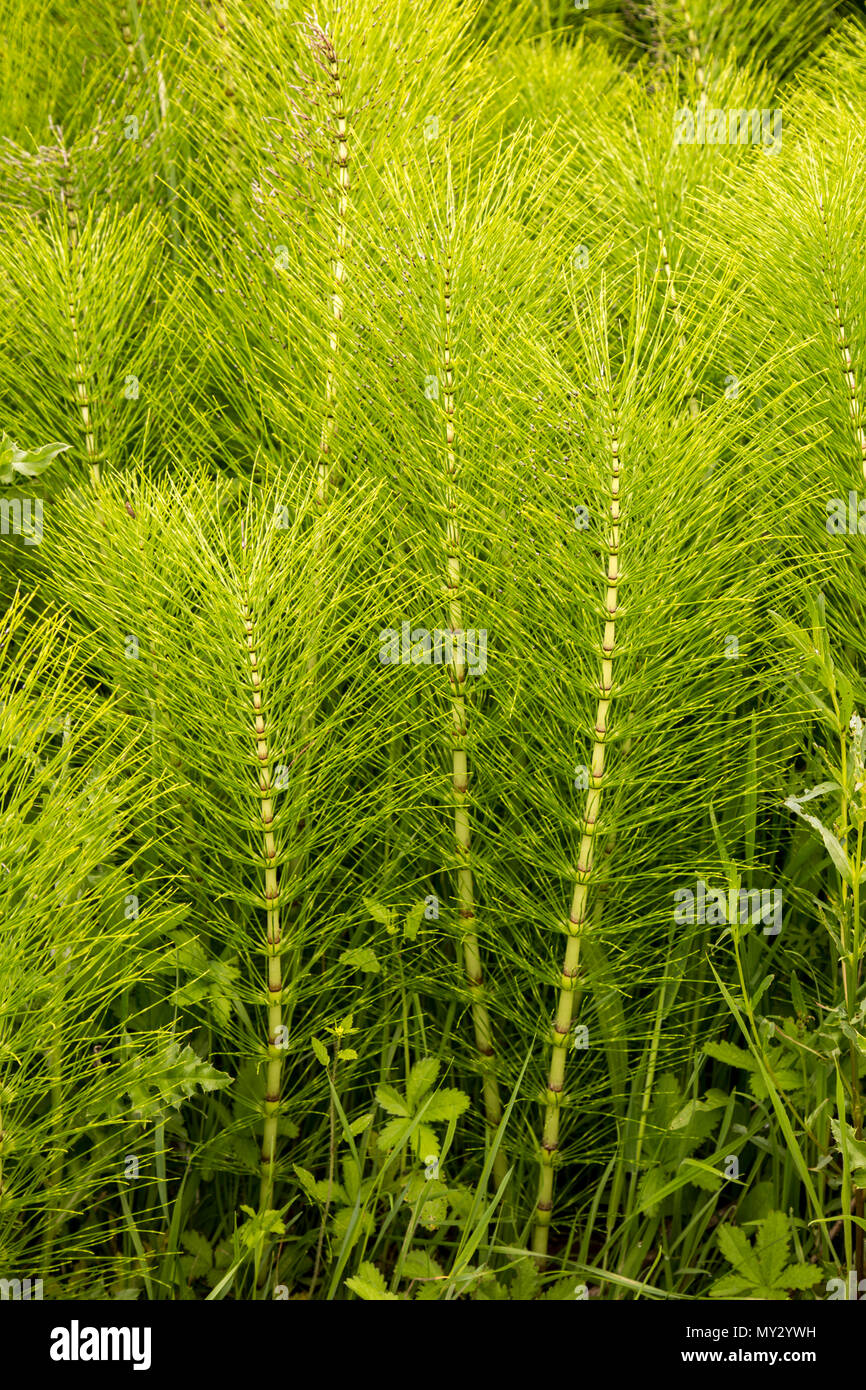 Common Horsetail Equisetum arvense plant, Suffolk, England, UK Stock