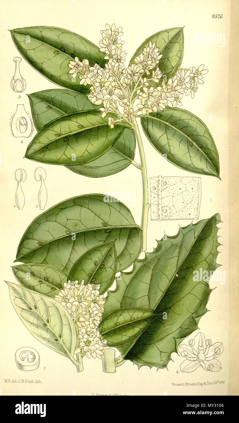 . Villaresia mucronata (= Citronella mucronata), Cardiopteridaceae . 1911. M.S. del., J.N.Fitch lith. 552 Villaresia mucronata 137-8376 Stock Photo
