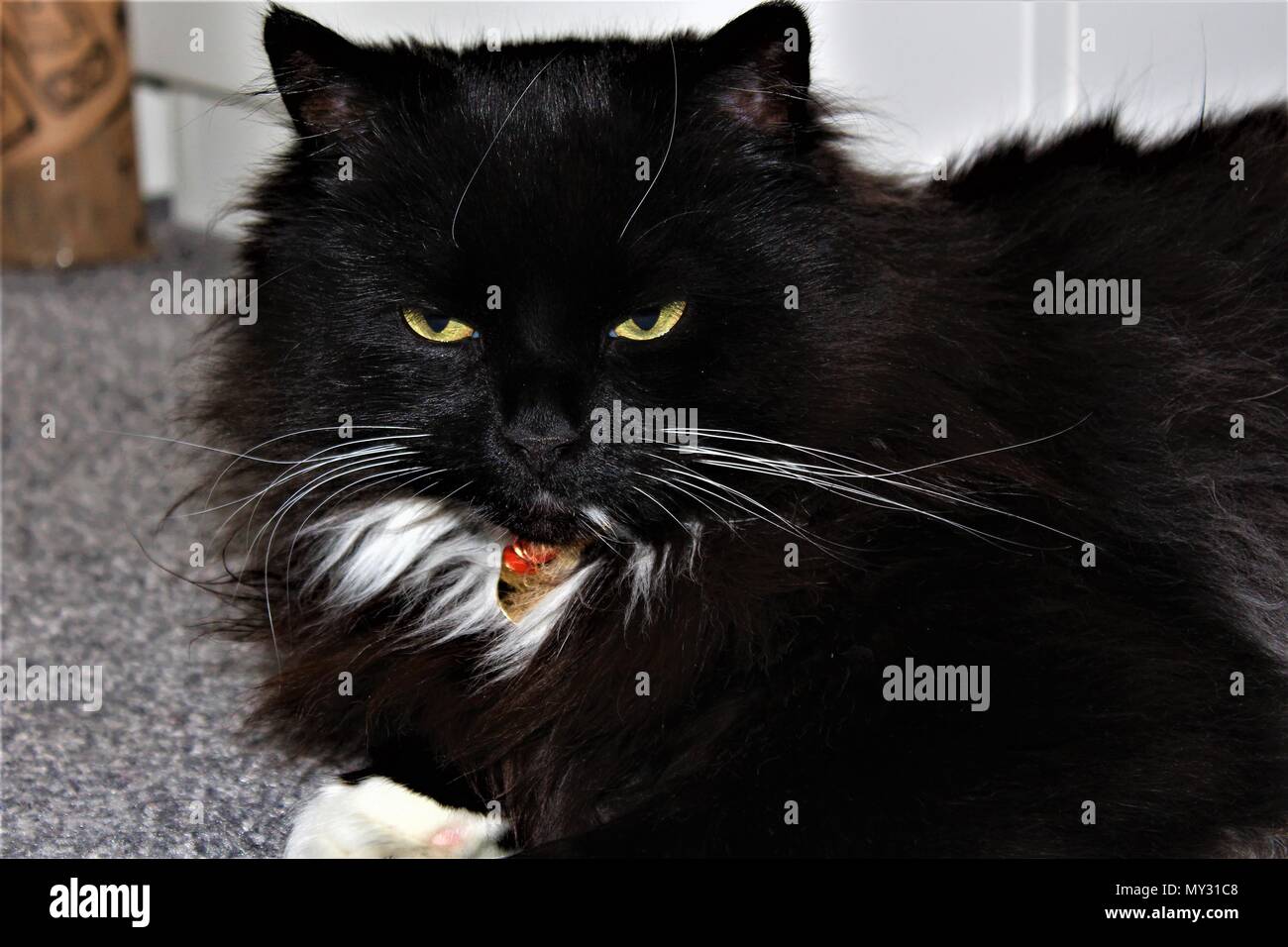 An adult, male, black and white, long-haired, domestic cat. Stock Photo