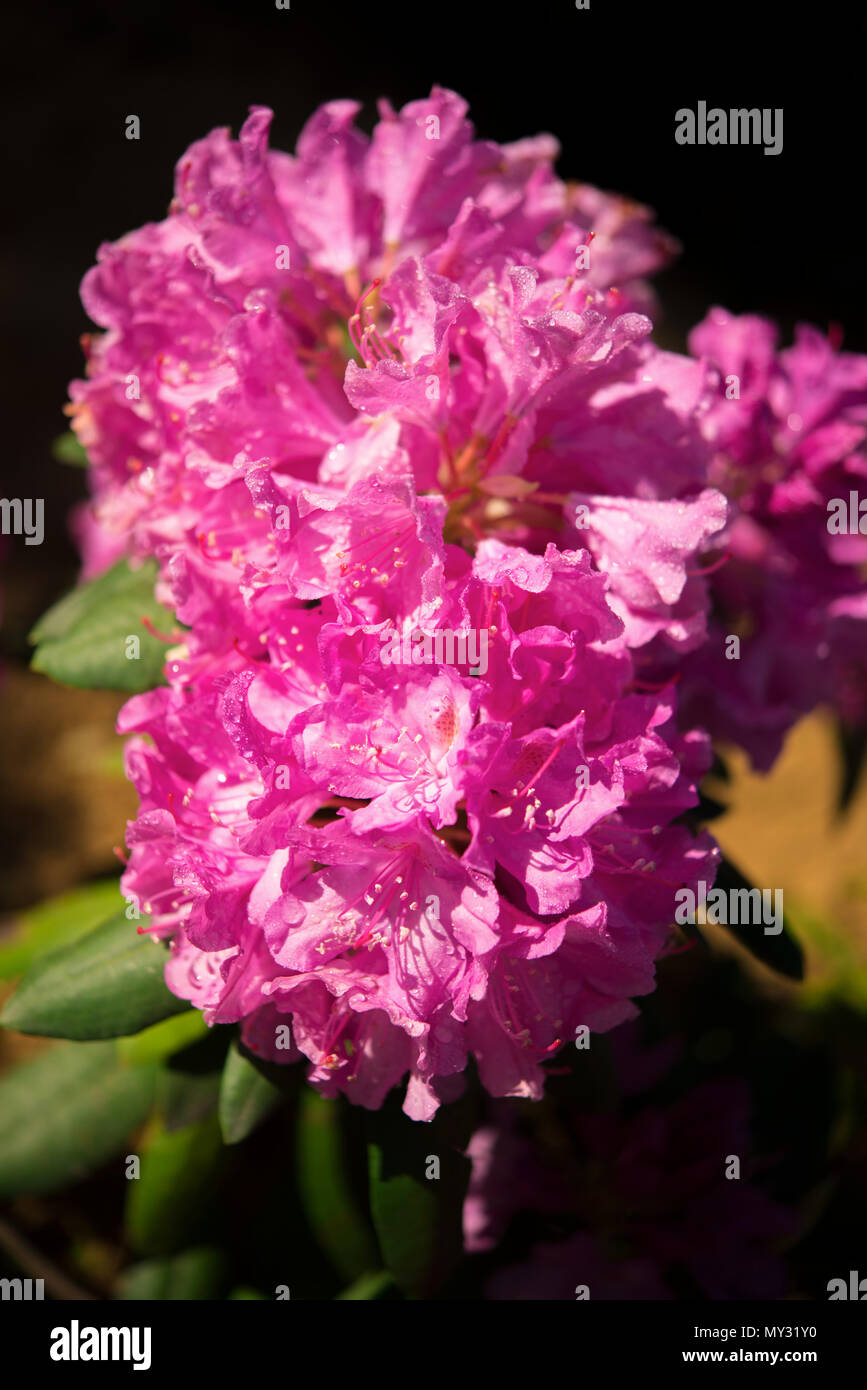Macrophotography of  Rhododendron Roseum Elegans Blooms Stock Photo