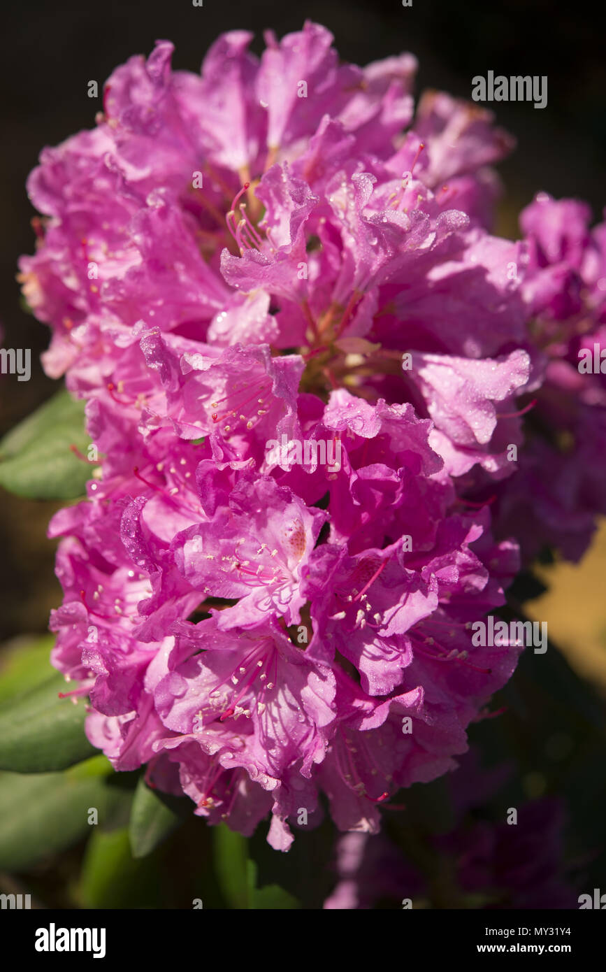 Macrophotography of  Rhododendron Roseum Elegans Blooms Stock Photo