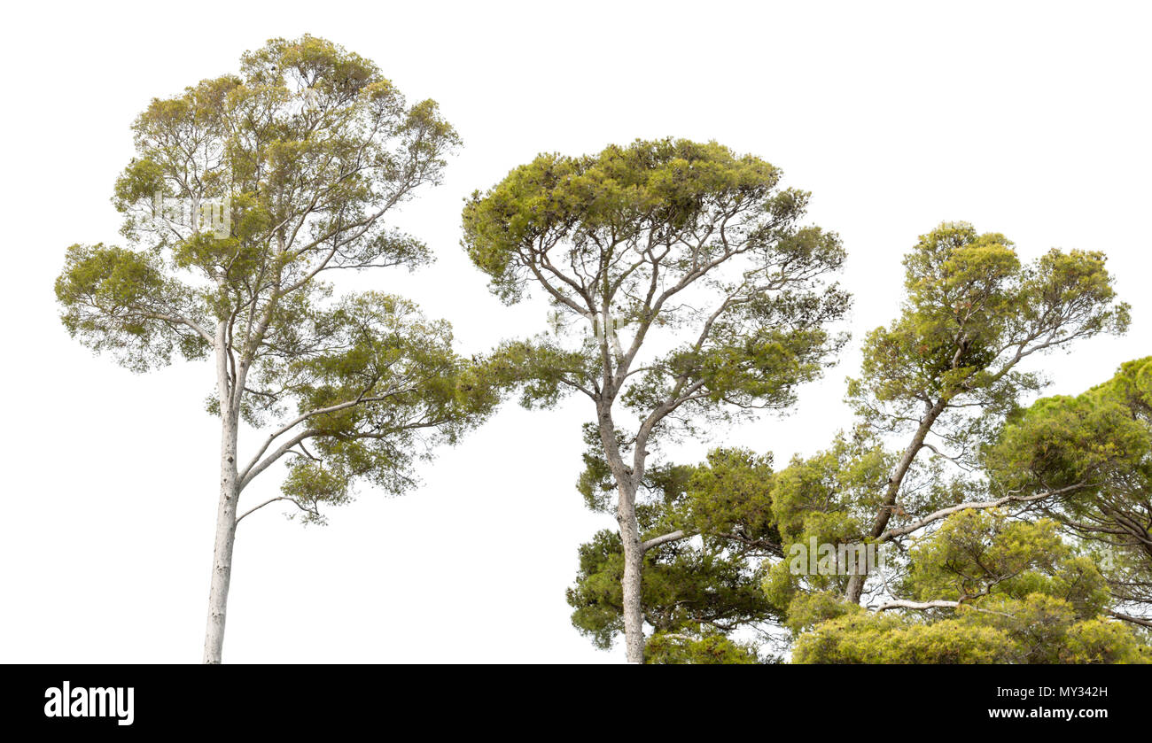 Isolated trees on white background in autumn Stock Photo - Alamy