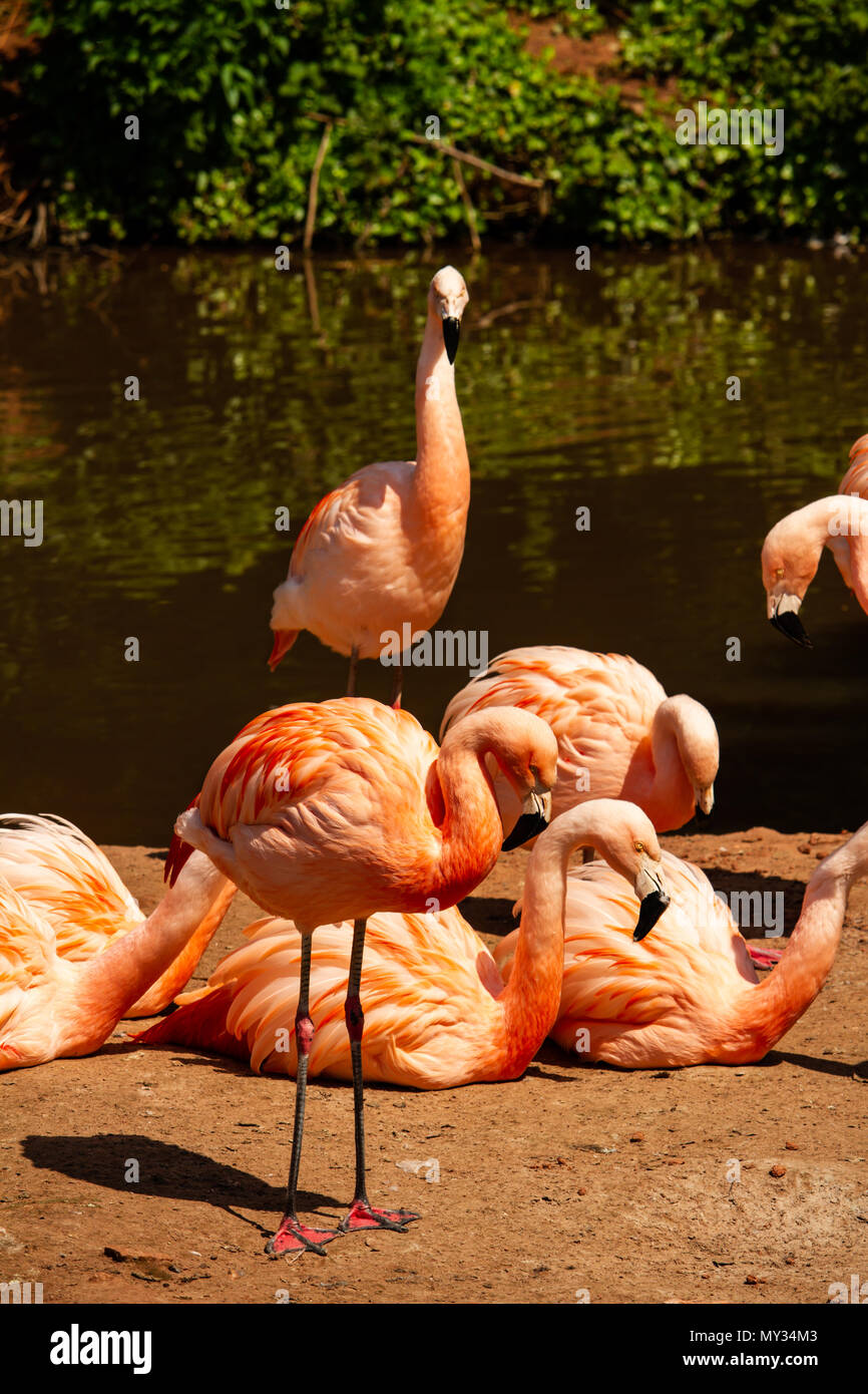 A group of Flamingos resting by the river side. Taken at Paignton Zoo in Devon,UK Stock Photo