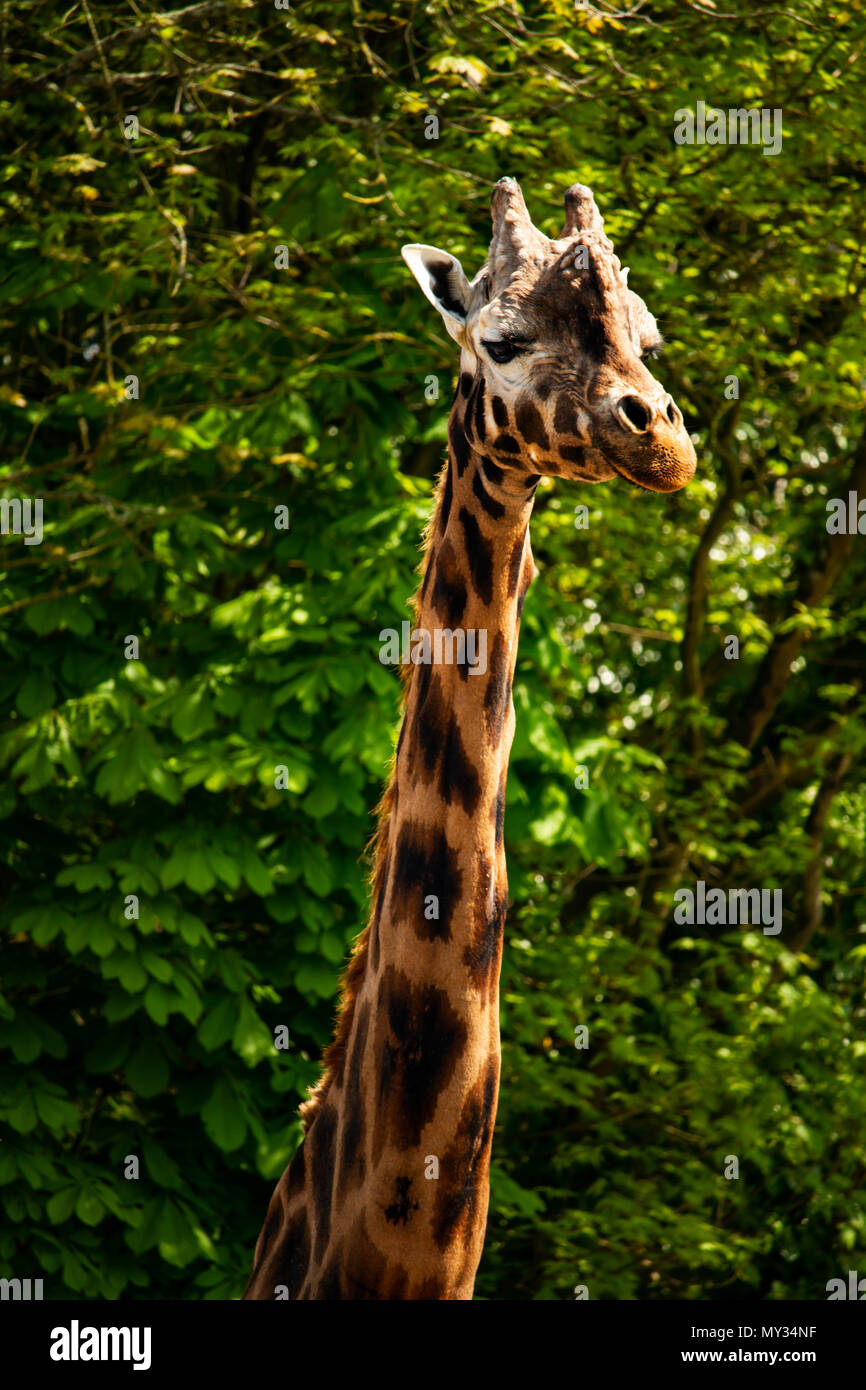 Northern Giraffe Stock Photo