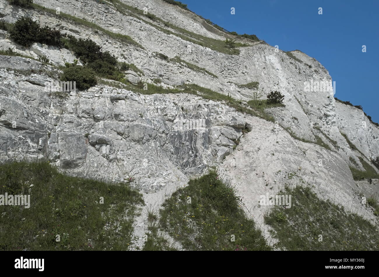 The chalk cliff and wild flowers Stock Photo Alamy