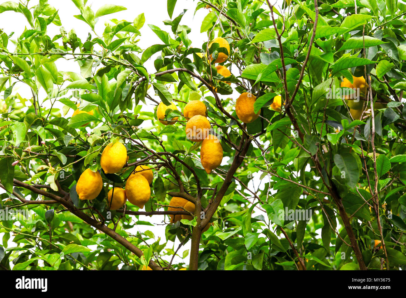 Sorrento lemon tree hi-res stock photography and images - Alamy