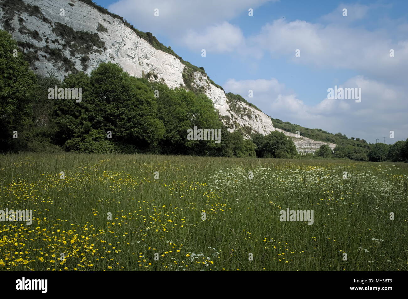 The chalk cliff and wild flowers Stock Photo Alamy