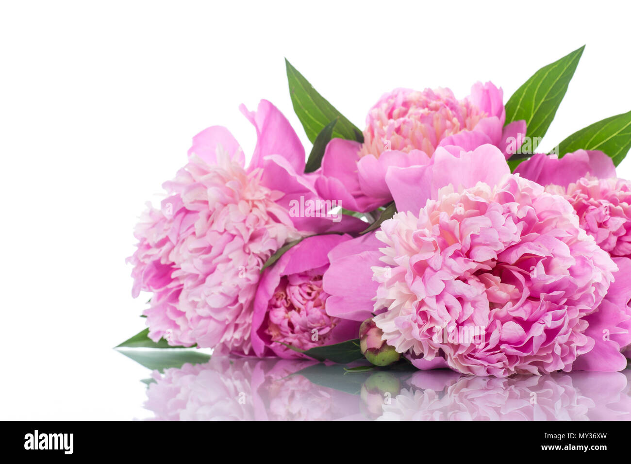 bouquet of blooming peonies on white background Stock Photo - Alamy